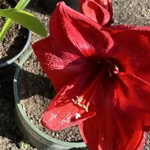 Hippeastrum Striatum Red Amaryllis Lily - 1 Jumbo Flower Plant Bulb - Image 2