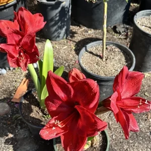 Hippeastrum Striatum Red Amaryllis Lily - 1 Jumbo Flower Plant Bulb - Image 3