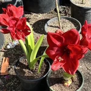 Hippeastrum Striatum Red Amaryllis Lily - 1 Jumbo Flower Plant Bulb - Image 4