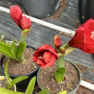 Hippeastrum Striatum Red Amaryllis Lily - 1 Jumbo Flower Plant Bulb - Image 5
