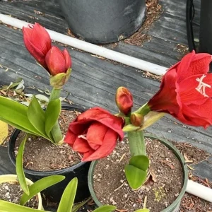 Hippeastrum Striatum Red Amaryllis Lily - 1 Jumbo Flower Plant Bulb - Image 6