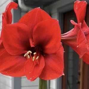 Hippeastrum Striatum Red Amaryllis Lily - 1 Jumbo Flower Plant Bulb - Image 1