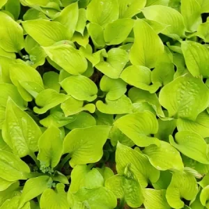 Hosta Age of Gold Live Plant – 5.25