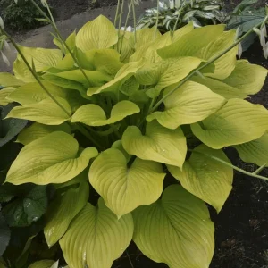 Hosta Age of Gold Live Plant – 5.25