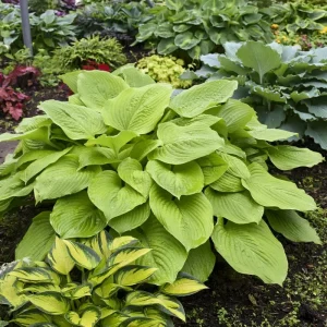 Hosta Age of Gold Live Plant – 5.25