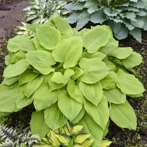 Hosta Age of Gold Live Plant – 5.25
