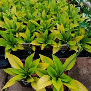 Hosta Age of Gold Live Plant – 5.25