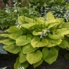 Hosta Age of Gold Live Plant – 5.25" Pot Perennial Shade Corrugated Foliage - Image 1