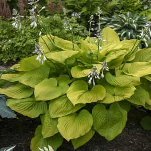 Hosta Age of Gold Live Plant – 5.25