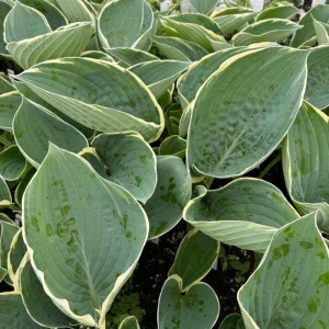 Hosta 'And You and I' Live Plant – 5.25" Pot – Well-Rooted Perennial Shade Plant - Image 1