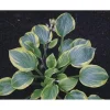 Hosta Anglo Saxon Live Plant – 5.25 inch Pot – Well Rooted Perennial – Outdoor Shade Plant - Image 1