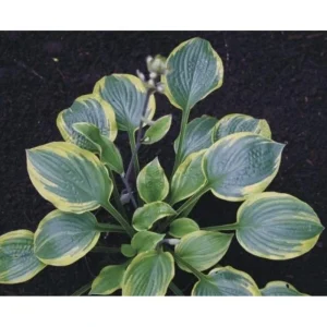 Hosta Anglo Saxon Live Plant – 5.25 inch Pot – Well Rooted Perennial – Outdoor Shade Plant - Image 1