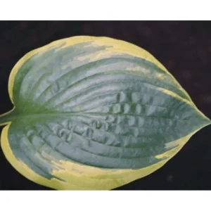 Hosta Anglo Saxon Live Plant – 5.25 inch Pot – Well Rooted Perennial – Outdoor Shade Plant - Image 2