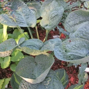 Hosta Around and Around Live Plant, 5.25" Pot, Perennial Shade - Image 1