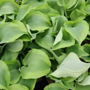 Hosta Atlantis Live Plant – Perennial Shade Plant – 5.25 inch Pot - Image 2