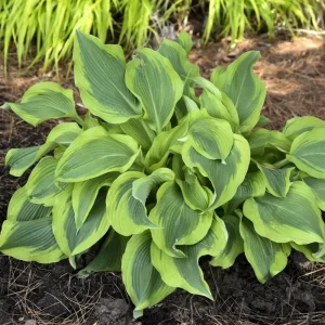 Hosta Atlantis Live Plant – Perennial Shade Plant – 5.25 inch Pot - Image 3