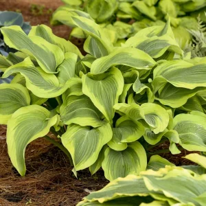 Hosta Atlantis Live Plant – Perennial Shade Plant – 5.25 inch Pot - Image 4