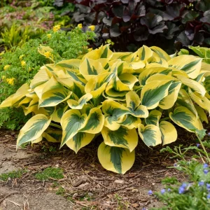 Hosta 'Autumn Frost' Live Plant – 5.25 inch Pot – Perennial Shade Plant - Image 1