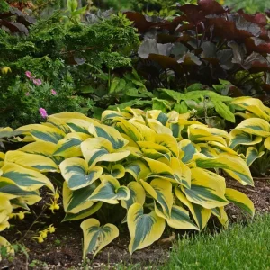 Hosta 'Autumn Frost' Live Plant – 5.25 inch Pot – Perennial Shade Plant - Image 2