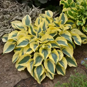 Hosta 'Autumn Frost' Live Plant – 5.25 inch Pot – Perennial Shade Plant - Image 3