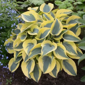 Hosta 'Autumn Frost' Live Plant – 5.25 inch Pot – Perennial Shade Plant - Image 4