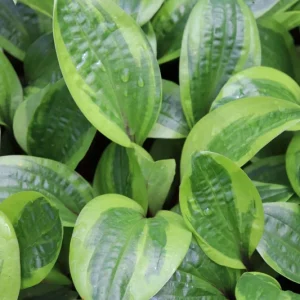 Hosta Avocado Toast Live Plant – 5.25" Pot – Well Rooted Perennial Shade Plant - Image 1