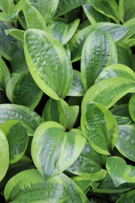 Hosta Avocado Toast Live Plant – 5.25" Pot – Well Rooted Perennial Shade Plant - Image 1