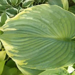 Hosta Backyard Monster Live Plant – 5.25 inch Pot – Well Rooted Perennial Shade Plant - Image 2