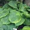 Hosta Backyard Monster Live Plant – 5.25 inch Pot – Well Rooted Perennial Shade Plant - Image 1
