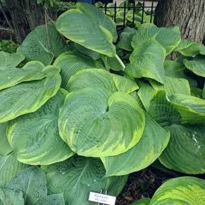 Hosta Backyard Monster Live Plant – 5.25 inch Pot – Well Rooted Perennial Shade Plant - Image 1