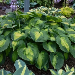 Hosta 'Beyond Glory' Live Plant – 5.25