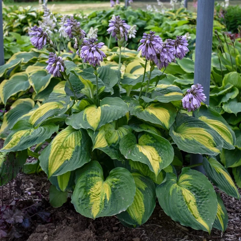Hosta 'Beyond Glory' Live Plant – 5.25" Pot, Perennial, Shade, Colorful Foliage - Image 3