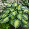 Hosta 'Beyond Glory' Live Plant – 5.25" Pot, Perennial, Shade, Colorful Foliage - Image 1