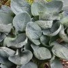 Hosta 'Big Daddy' Live Plant – 5.25" Pot Perennial Shade Plant - Image 1