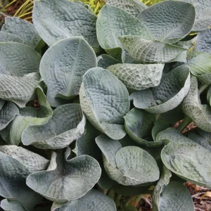 Hosta 'Big Daddy' Live Plant – 5.25