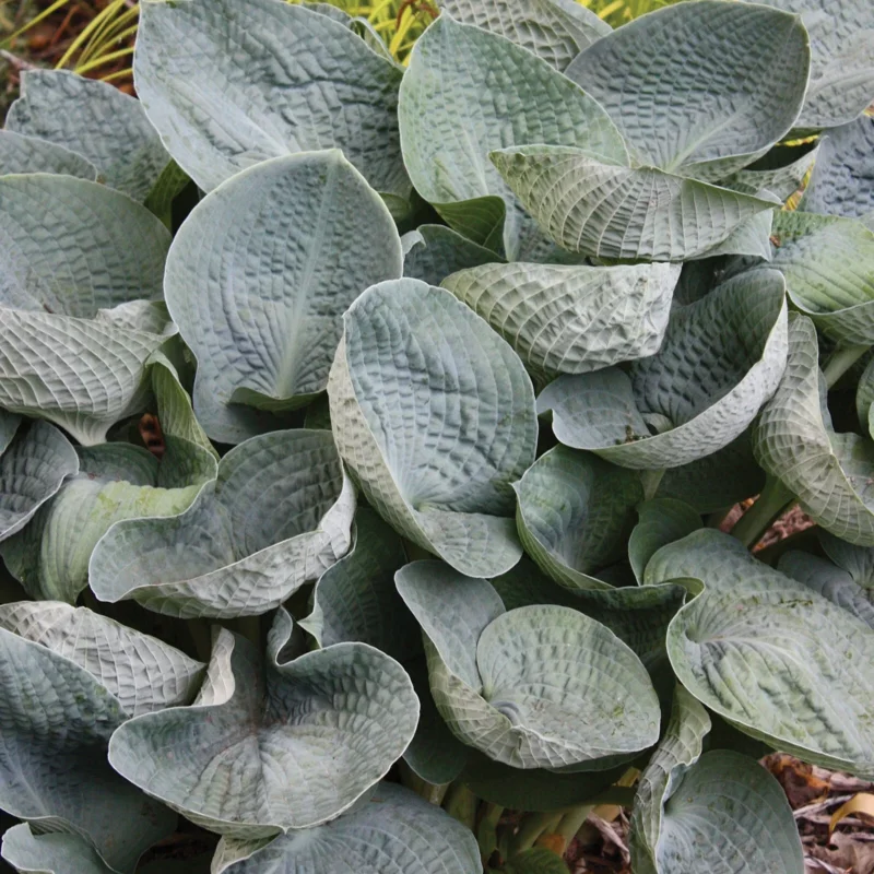 Hosta 'Big Daddy' Live Plant – 5.25" Pot Perennial Shade Plant - Image 1