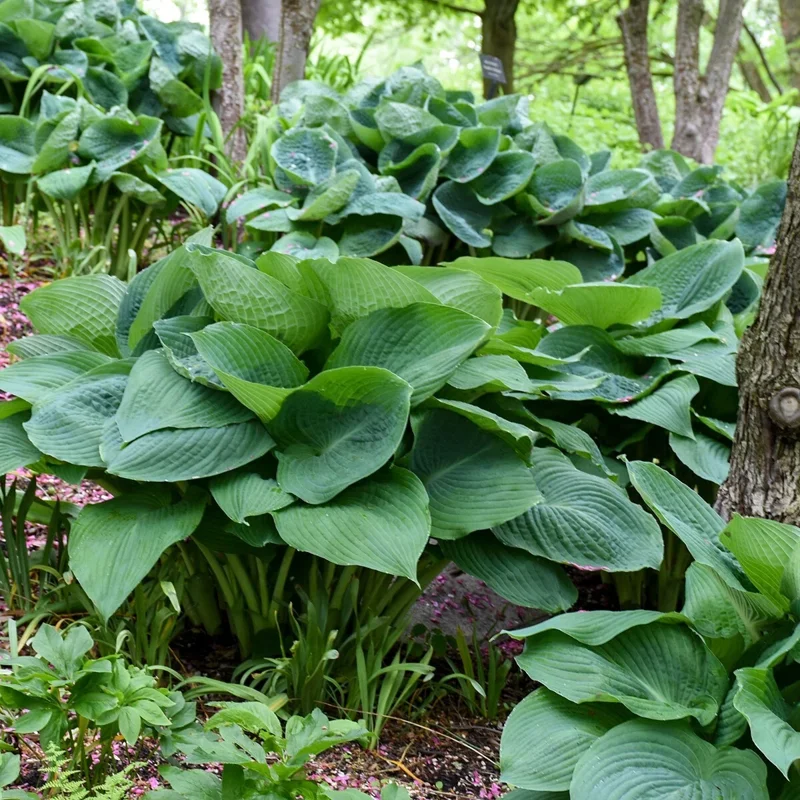 Hosta 'Big Daddy' Live Plant – 5.25" Pot Perennial Shade Plant - Image 2
