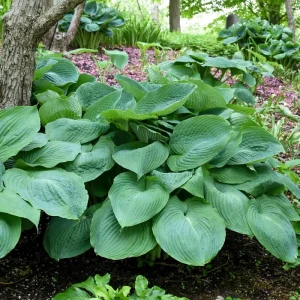 Hosta 'Big Daddy' Live Plant – 5.25