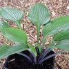 Hosta Black Light Live Plant – 5.25" Pot – Shade Perennial - Image 1