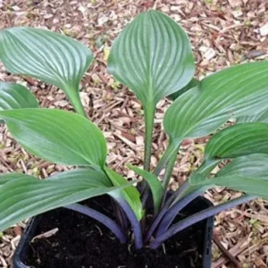 Hosta Black Light Live Plant – 5.25" Pot – Shade Perennial - Image 1