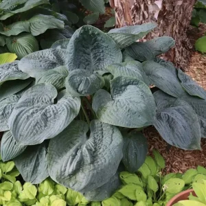 Hosta Bluebigwa Live Plant – 5.25" Pot – Well Rooted Perennial Shade Plant - Image 1