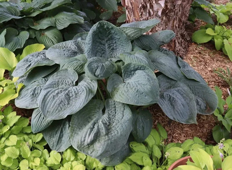 Hosta Bluebigwa Live Plant – 5.25" Pot – Well Rooted Perennial Shade Plant - Image 1