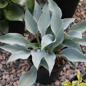 Hosta Bluebird of Happiness Live Plant – 5.25 Inch Pot – Perennial Shade - Image 1