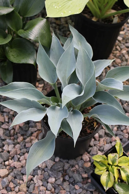 Hosta Bluebird of Happiness Live Plant – 5.25 Inch Pot – Perennial Shade - Image 1