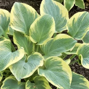 Hosta Breakwater Live Plant – 5.25 inch Pot – Well Rooted Perennial Shade - Image 2