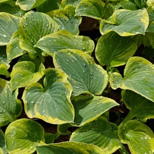 Hosta Breakwater Live Plant – 5.25 inch Pot – Well Rooted Perennial Shade - Image 1