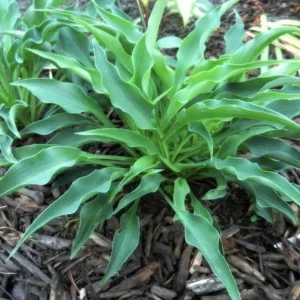 Hosta Briar Patch Live Plant – 5.25