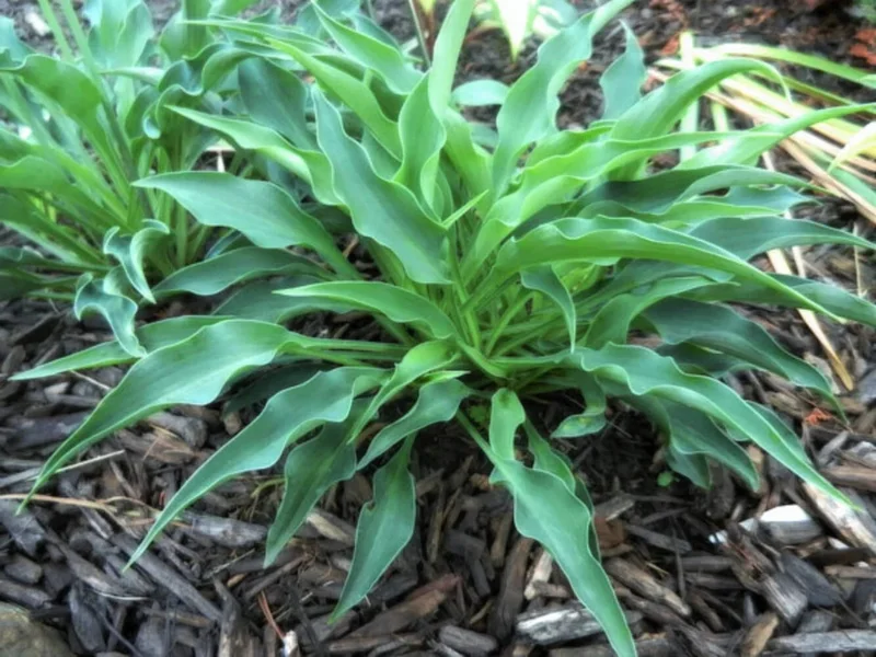 Hosta Briar Patch Live Plant – 5.25" Pot – Well Rooted Perennial Shade - Image 2