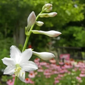 Hosta Briar Patch Live Plant – 5.25