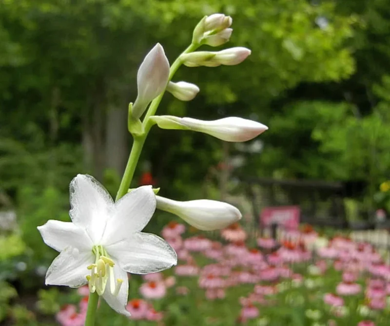 Hosta Briar Patch Live Plant – 5.25" Pot – Well Rooted Perennial Shade - Image 3
